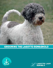 Lagotto Grooming Detailed with Photos
