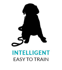 icon-Easy-to-Train